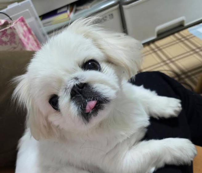 飼い主さんの膝の上でくつろぐ白い愛犬