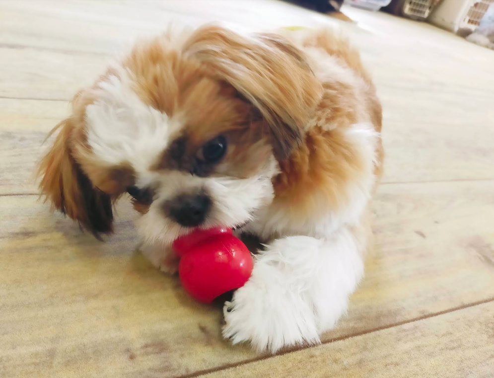 赤いおもちゃで遊ぶ愛犬
