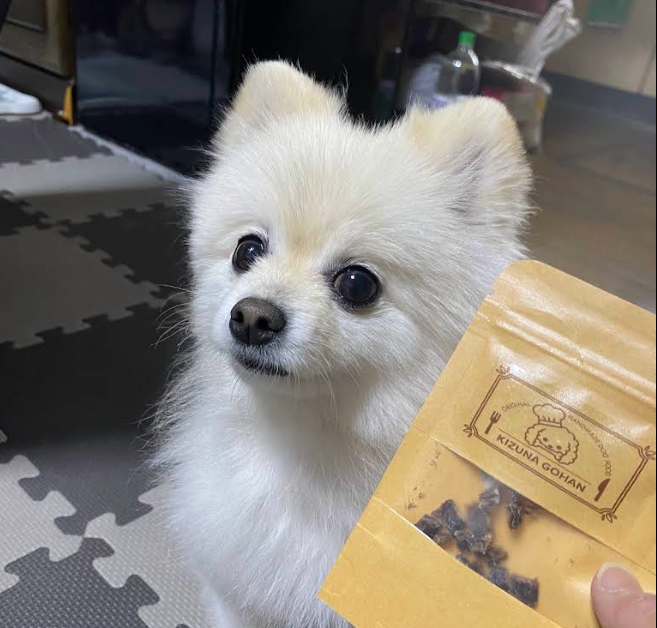 ポメラニアンのボミちゃん