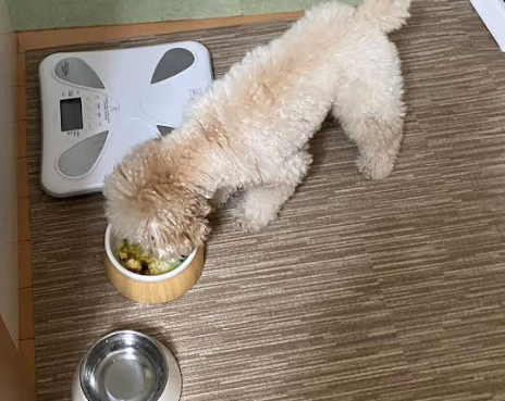 器から手作りご飯を食べる愛犬