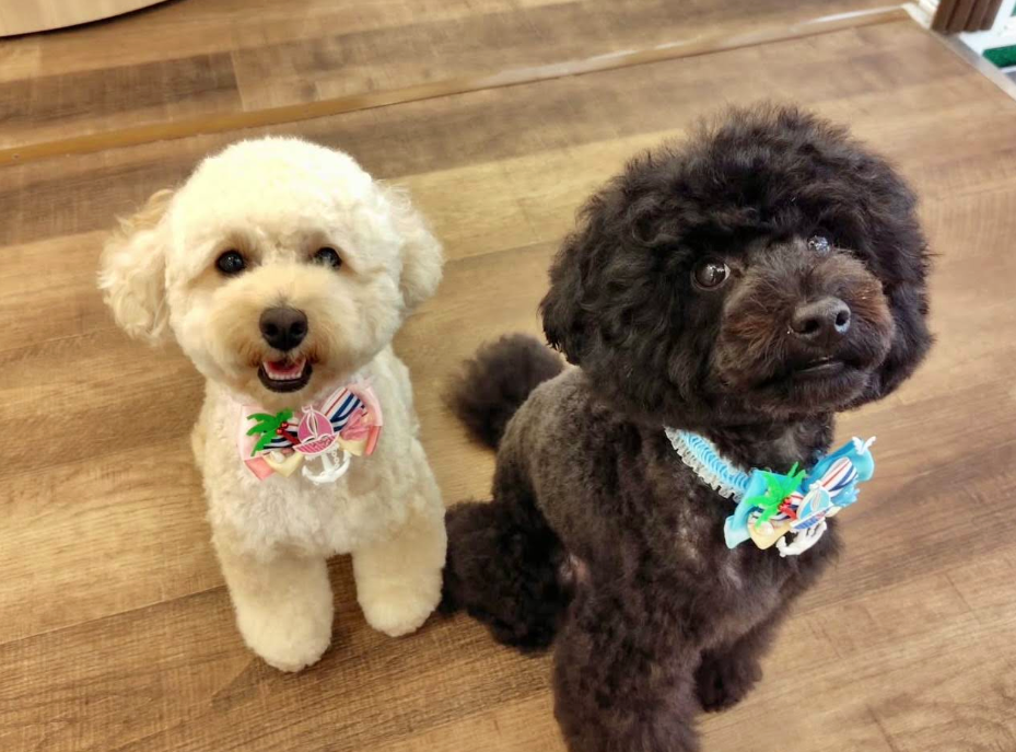 愛犬と飼い主さん