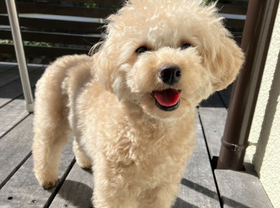 愛犬を抱く飼い主さん