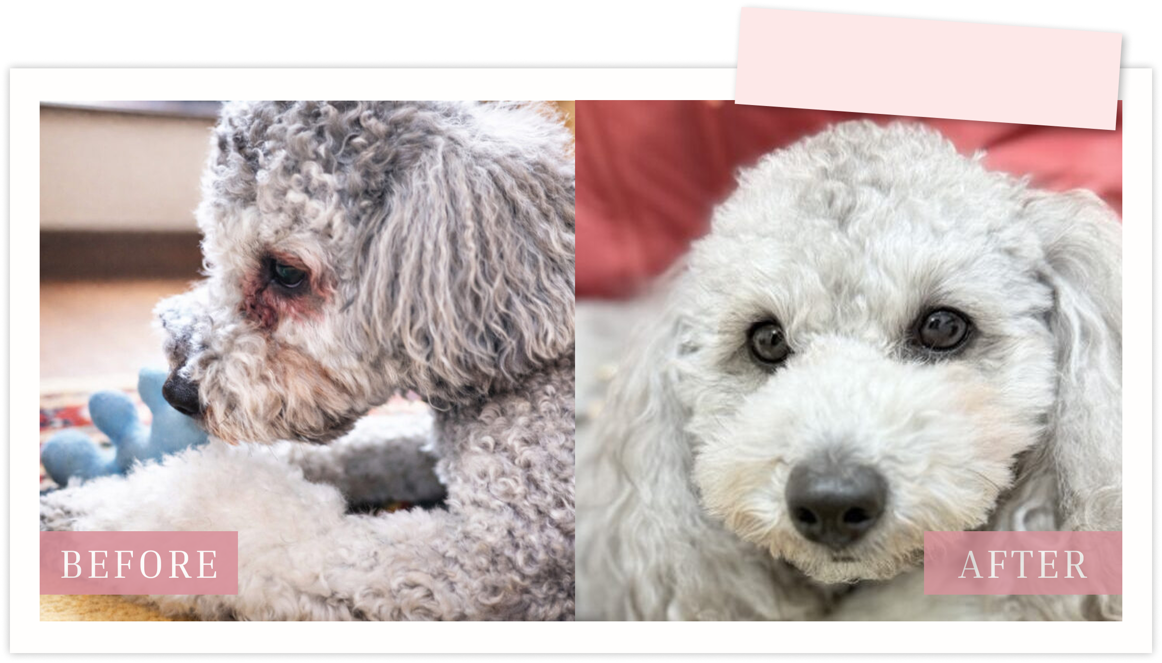 愛犬と飼い主さん