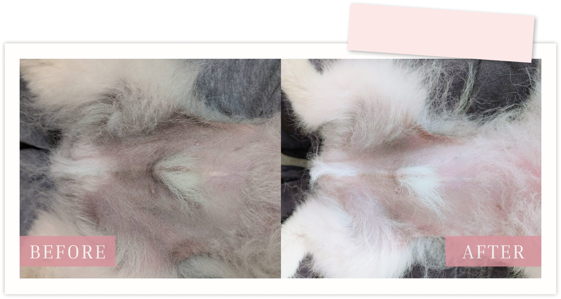 愛犬と飼い主さん