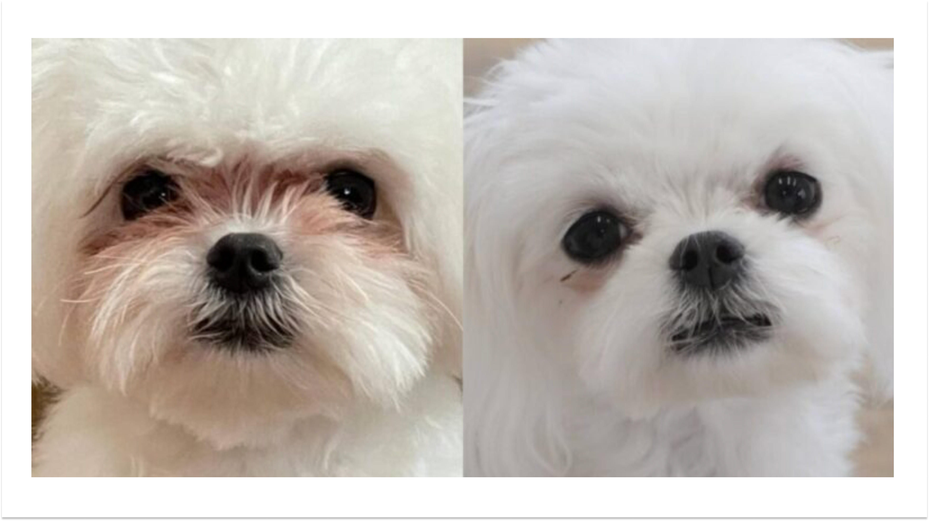 手作りごはんに変える前後の愛犬の比較写真
